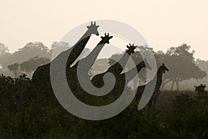 Giraffe Silhouette