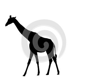Giraffe Silhouette