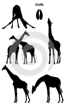 Giraffe in silhouette