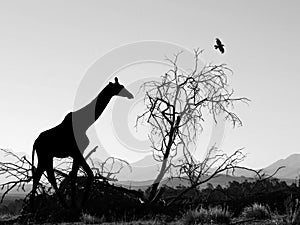 Giraffe Silhouette in Africa