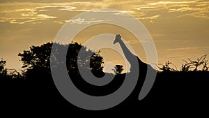 Giraffe silhouette in African Savannah sunset