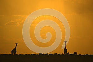 Giraffe Silhouette - African Wildlife - Golden Sunset