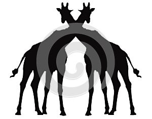 Giraffe silhouette - African wildlife largest mammal