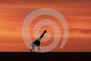 Giraffe silhouette against red sunset sky in cut out in Masai Mara Kenya