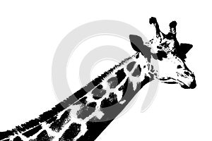 giraffe silhouette black and white vector image Wild animal portrait, beauty, body line art. For use as a brochure template or for
