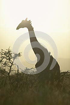 Giraffe in silhouette at Lewa Conservancy, Kenya, Africa