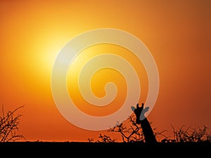 Giraffe silhouette on orange sunser