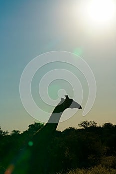Giraffe silhouette at sunset