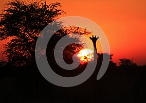 Giraffe Silhouette Sunset 2 - Africa !!!