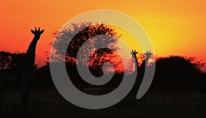 Giraffe Silhouette Sunset 3 - Africa !!!