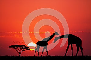 Giraffe silhouette at sunset