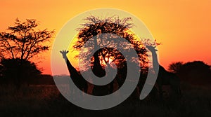 Giraffe Silhouette Sunset - Africa !!!