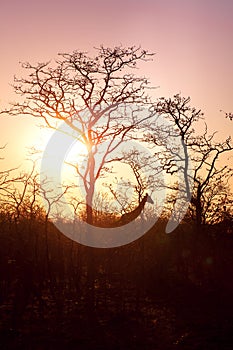 Giraffe Silhouette during sunset in africa