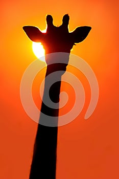 Giraffe silhouette at sunset
