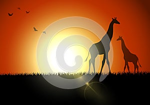 Giraffe silhouette in sunset at savanah