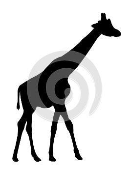 Giraffe silhouette