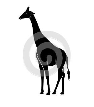 Giraffe Silhouette Vector