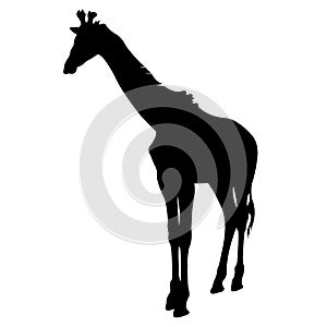 Giraffe Silhouette vector