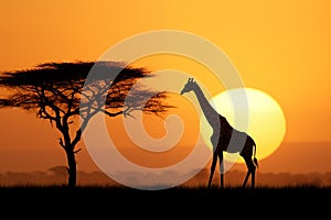 Giraffe silhouette walking nearly tree at sunset. Generative AI