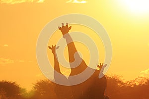 Giraffe Silhouette - Wildlife Background - Beautiful Sunset Colors from Nature