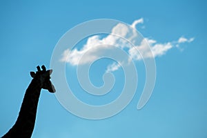 A giraffe silhouetted against a blue sky with clouds