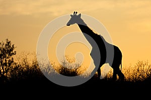 Giraffe silhouetted against an orange sky, Kalahari desert, South Africa