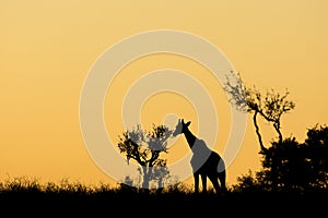 Giraffe silhouetted against an orange sky, Kalahari desert, South Africa