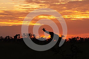 Giraffe silhouetted against a sunrise sky