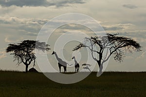 Giraffe silhouetted against a sunrise sky