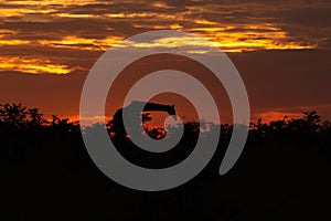 Giraffe silhouetted against a sunrise sky