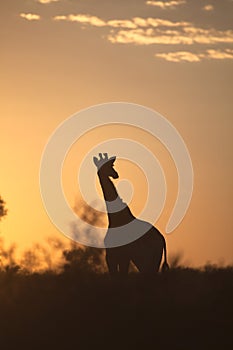 Giraffe silhouetted against sunrise sky