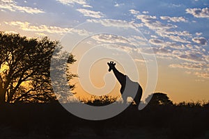 Giraffe silhouetted against sunrise sky