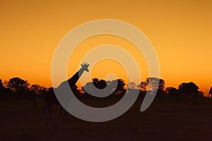 Giraffe silhouetted against sunset sky