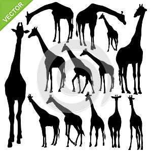 Giraffe silhouettes vector