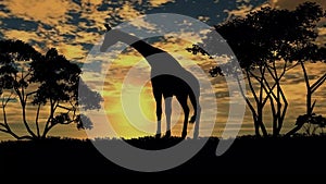 Giraffe sillouette on sunset background