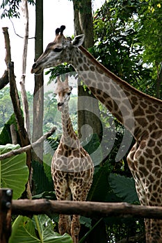 Giraffe - Singapore Zoo, Singapore