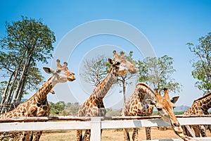 Giraffe in Singha-park zoo