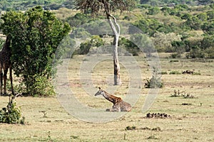 Giraffe sitting down in the Masaai Mara Reserve, Kenya Africa