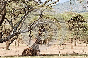 Giraffe sitting down Ngorongoro Conservation Area NCA World Herit