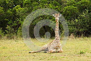 Giraffe sitting down South Africa