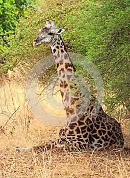 Giraffe sitting on the grass while resting under a bush, south kuangwa, zambia