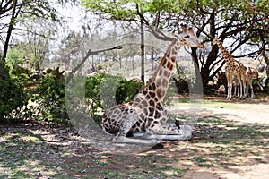 Giraffe sitting in the shade