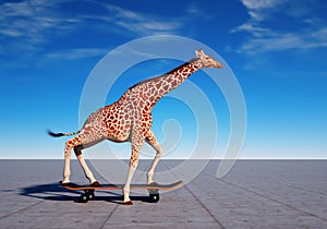 Giraffe on skateboard. Impossible and happiness concept