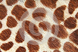 Giraffe skin