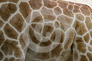 giraffe skin for background