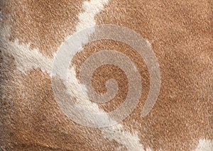 Giraffe skin background