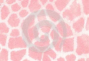 Giraffe skin background