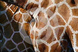 Giraffe skin and fur abstract background