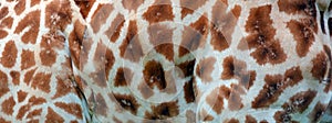 The giraffe skin Giraffa camelopardalis