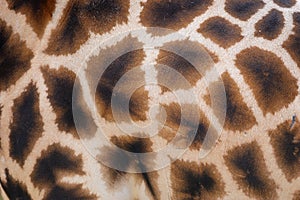 Giraffe skin with pattern